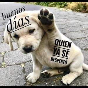 Meet your Posher, Cesar